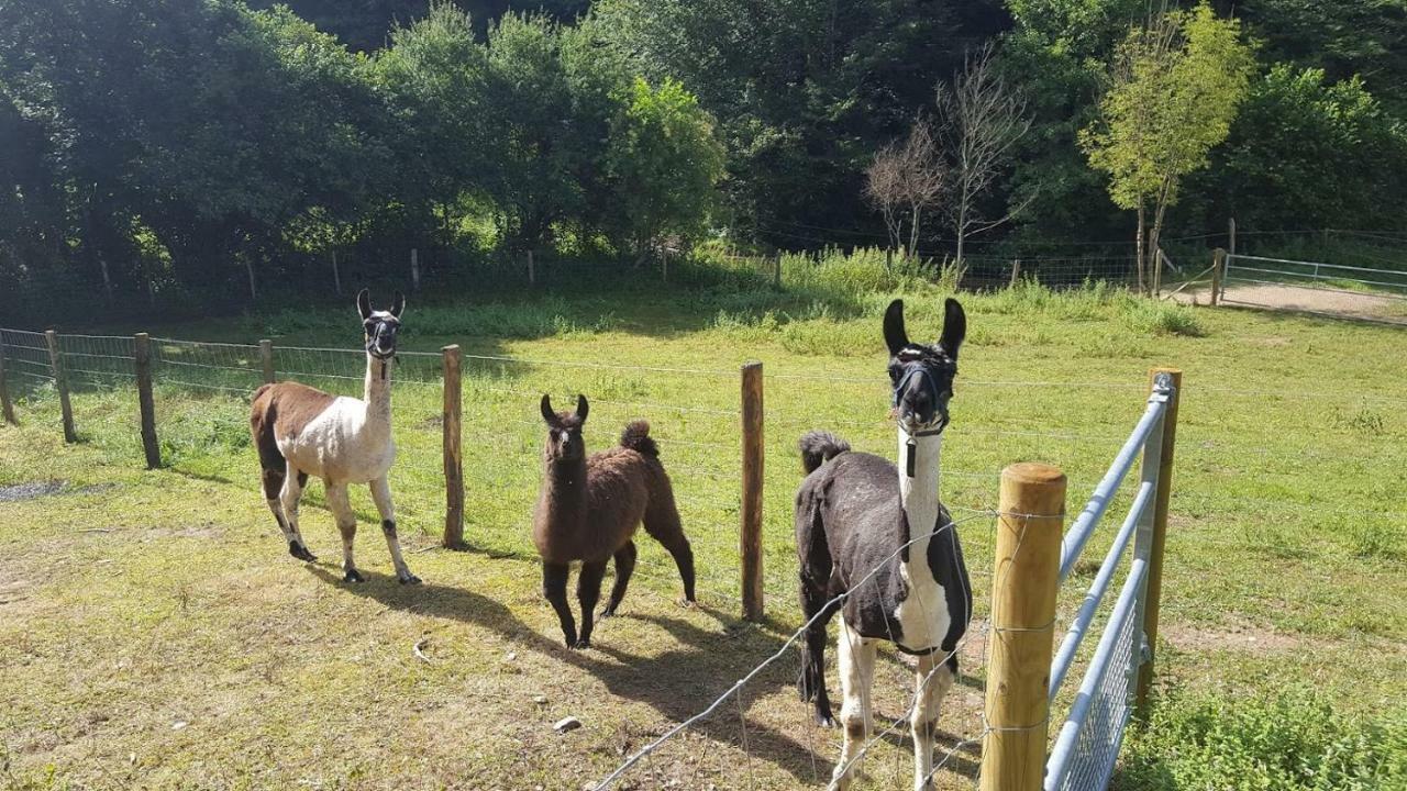 La Ferme des Andes - Gîte l'Atelier Quins Exterior foto