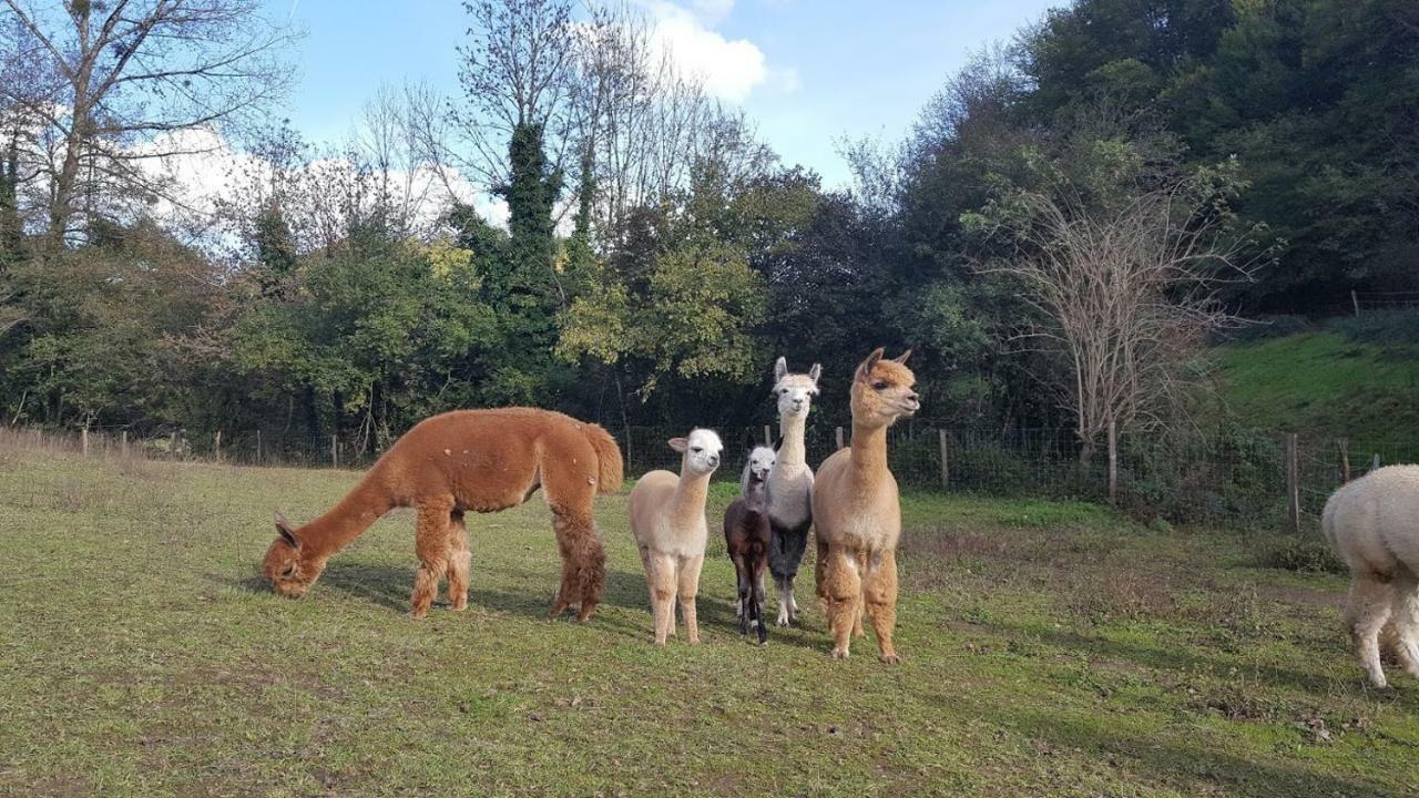 La Ferme des Andes - Gîte l'Atelier Quins Exterior foto